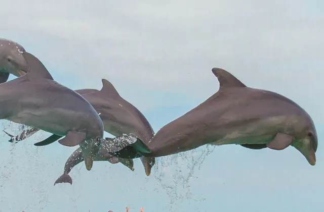 Dolphin Island Park Bavaro Punta Cana 1